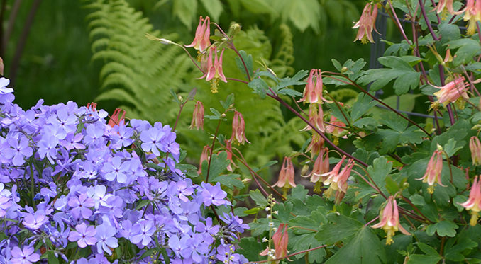 Shady Woodland Seed Mix